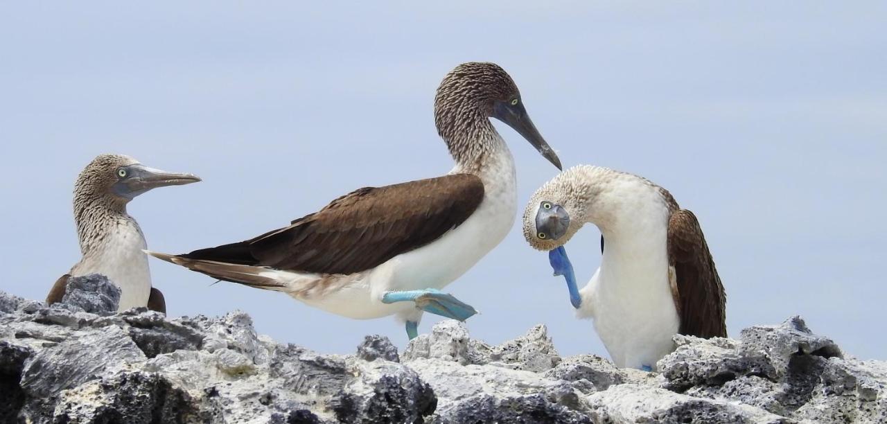 Bed and Breakfast Cormorant Beach House Puerto Villamil Exterior foto